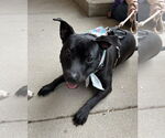 Small #4 American Pit Bull Terrier Mix