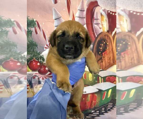 Medium Photo #2 Catahoula Leopard Dog-Labrador Retriever Mix Puppy For Sale in New York, NY, USA