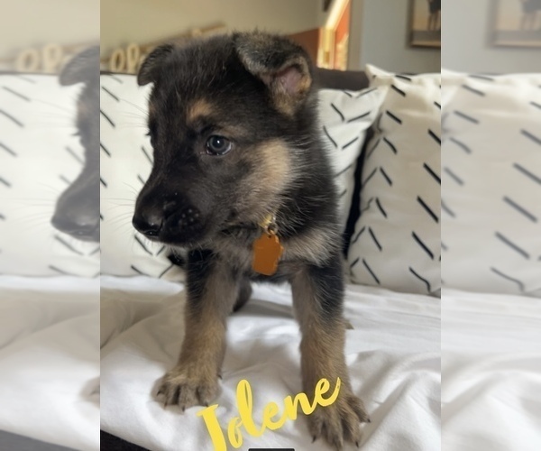 Medium Photo #5 German Shepherd Dog Puppy For Sale in NIXA, MO, USA