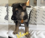Small Photo #5 German Shepherd Dog Puppy For Sale in NIXA, MO, USA