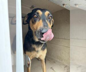 German Shepherd Dog-Unknown Mix Dogs for adoption in Oklahoma City, OK, USA