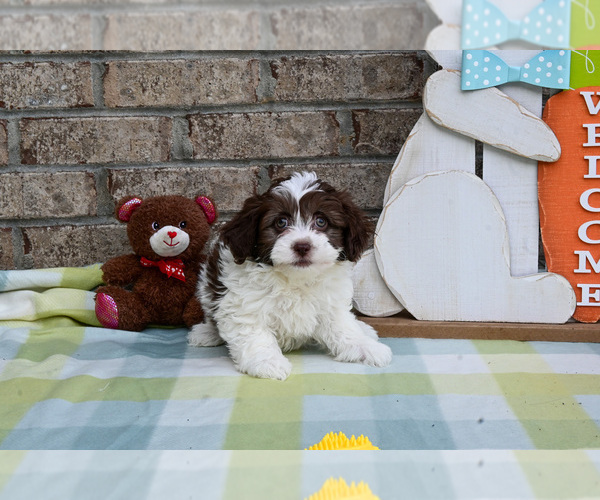 Medium Photo #6 Havapoo Puppy For Sale in GUTHRIE, KY, USA