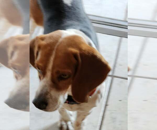 Medium Photo #2 Beagle Puppy For Sale in Tampa, FL, USA