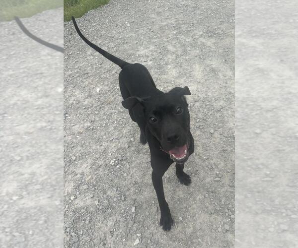 Medium Photo #8 Labrador Retriever-Unknown Mix Puppy For Sale in Evansville, IN, USA