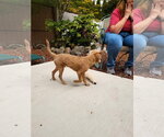 Small Photo #5 Chihuahua-Unknown Mix Puppy For Sale in Sequim, WA, USA