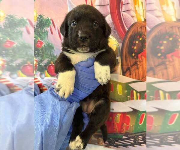 Medium Photo #2 Catahoula Leopard Dog-Labrador Retriever Mix Puppy For Sale in New York, NY, USA