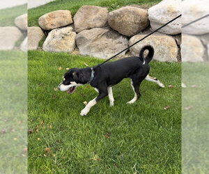 Bonzai - Male Mutt Dog for Adoption - Photo #6