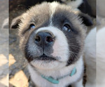 Puppy Hardy Akita