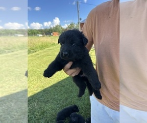German Shepherd Dog Puppy for sale in SPRINGVILLE, IN, USA