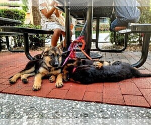 German Shepherd Dog Puppy for sale in NEW PORT RICHEY, FL, USA