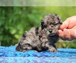 Small #4 Poodle (Toy)