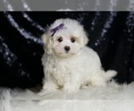 Small #2 Maltese