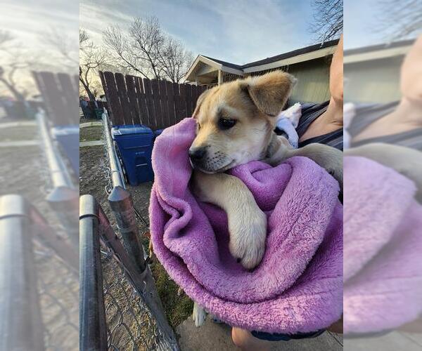 Medium Photo #1 Labrador Retriever-Unknown Mix Puppy For Sale in San Antonio, TX, USA