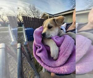Labrador Retriever-Unknown Mix Dogs for adoption in San Antonio, TX, USA