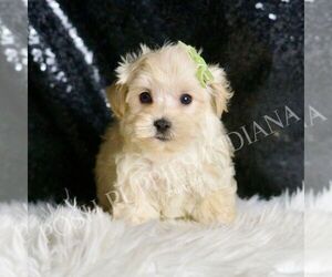Medium Maltipoo (Miniature)