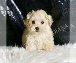 Puppy Dalton Maltipoo (Miniature)