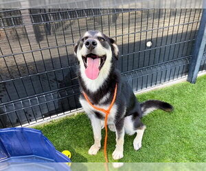 Shepradors Dogs for adoption in Orange, CA, USA