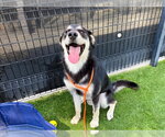 ROMAN - Male Shepradors Dog for Adoption - Small photo
