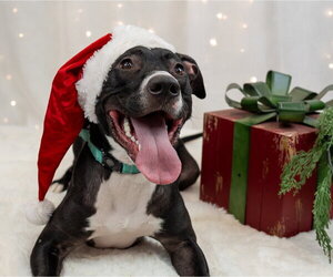 Prince - Male Labrador Retriever-Unknown Mix Dog for Adoption - Photo #6