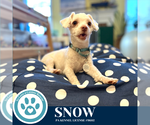 Small #9 Maltese Mix