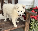 Puppy Puppy 4 American Eskimo Dog-Border-Aussie Mix