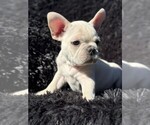 Small #12 Faux Frenchbo Bulldog-French Bulldog Mix