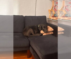 American Pit Bull Terrier-Labrador Retriever Mix Dogs for adoption in Caldwell, NJ, USA