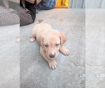 Tan collar - Female Labrador Retriever Puppy for Sale - Photo #9