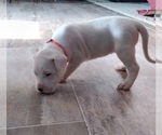 Small Photo #13 Dogo Argentino Puppy For Sale in RYAN, OK, USA