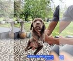 Small #5 Sheprador
