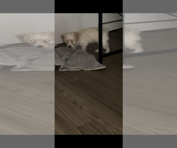 Medium Photo #1 Maltipoo (Miniature) Puppy For Sale in PALMDALE, CA, USA