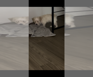 Maltipoo (Miniature) Puppy for sale in PALMDALE, CA, USA