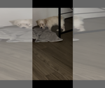 Small Maltipoo (Miniature)