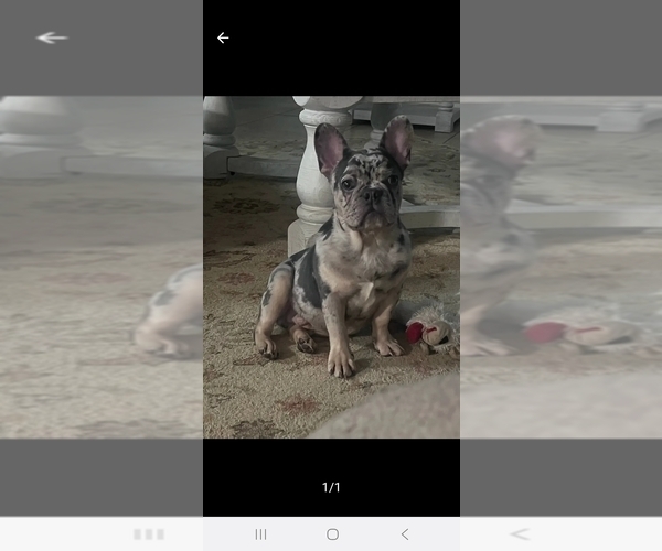 Medium Photo #1 French Bulldog Puppy For Sale in FORT WORTH, TX, USA