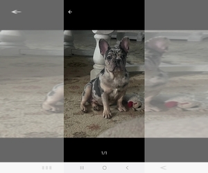 French Bulldog Puppy for sale in FORT WORTH, TX, USA