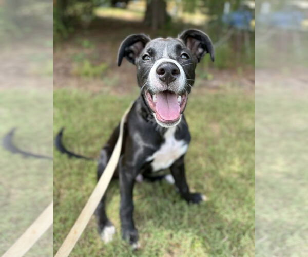 Medium Photo #6 Mutt Puppy For Sale in Greenville, SC, USA