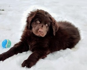 Newfoundland Puppy for sale in STATE COLLEGE, PA, USA