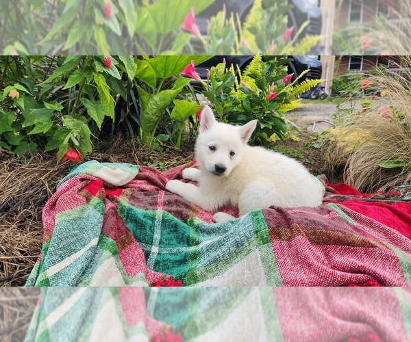Medium Photo #1 German Shepherd Dog Puppy For Sale in GREENWOOD, WI, USA