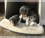 Small Photo #3 Beagle Puppy For Sale in DURHAM, KS, USA