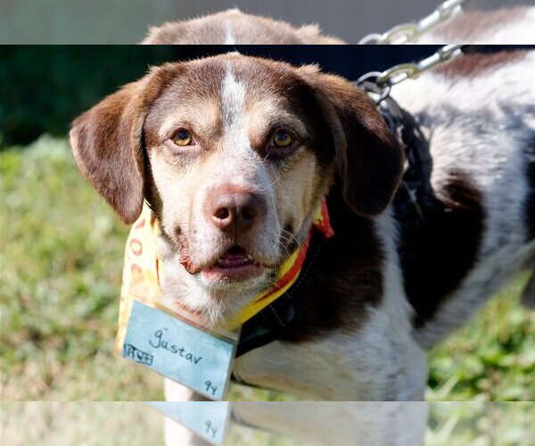 Medium Photo #12 Beagle Puppy For Sale in Tampa, FL, USA