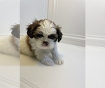 Puppy 1 Shih Tzu