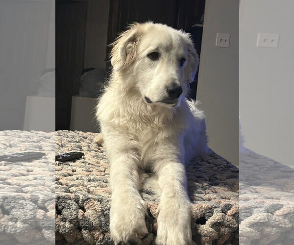 Medium Photo #2 Great Pyrenees Puppy For Sale in Hewitt, NJ, USA