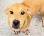 Small #1 Labrador Retriever Mix