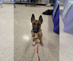 Small Photo #8 Mutt Puppy For Sale in Minneapolis, MN, USA
