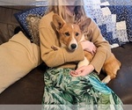 Puppy Wally Pembroke Welsh Corgi
