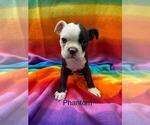 Puppy Phantom Boston Terrier