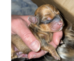 Shorkie Tzu-YorkiePoo Mix Puppy for sale in SENECA, SC, USA
