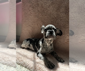 French Bulldog Puppy for sale in CUMMING, GA, USA