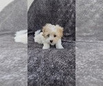 Small #2 Maltese