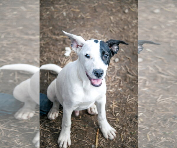 Medium Photo #9 American Staffordshire Terrier-Unknown Mix Puppy For Sale in Tracy City, TN, USA